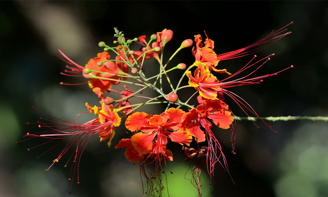 三明花帮主百科词条创建案例