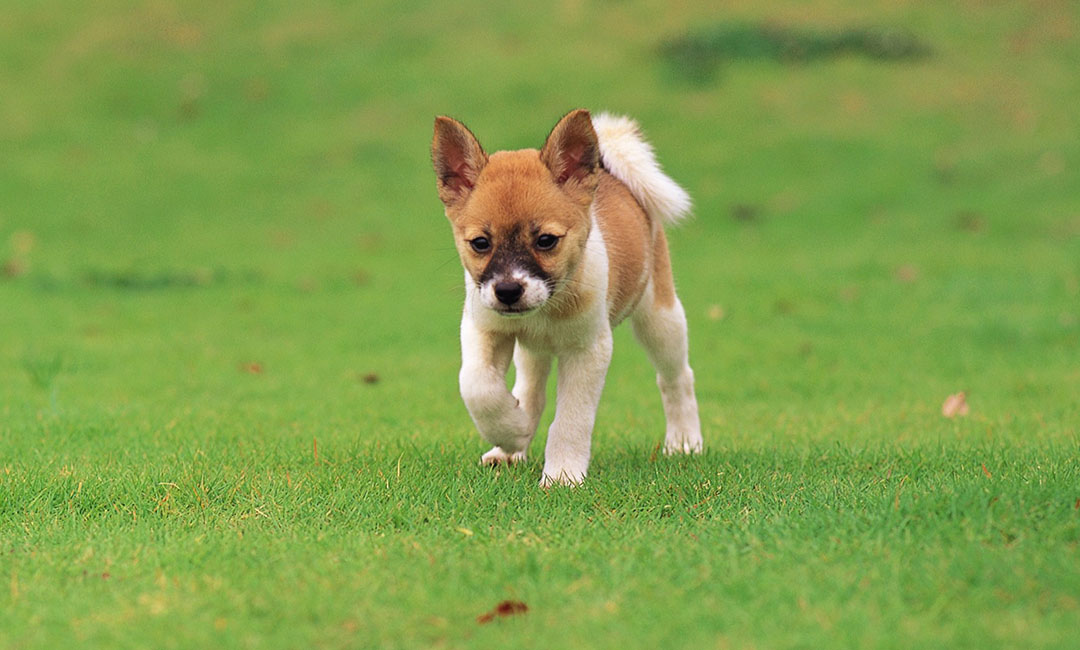 三明叮叮宠物商业计划书案例
